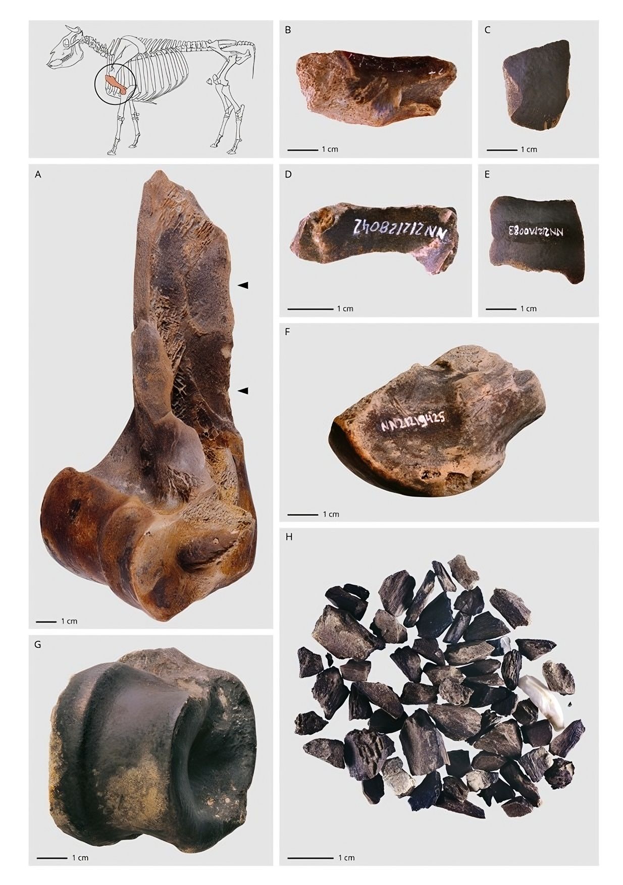 🦴 Découverte d'une usine à graisse vieille de 125 000 ans