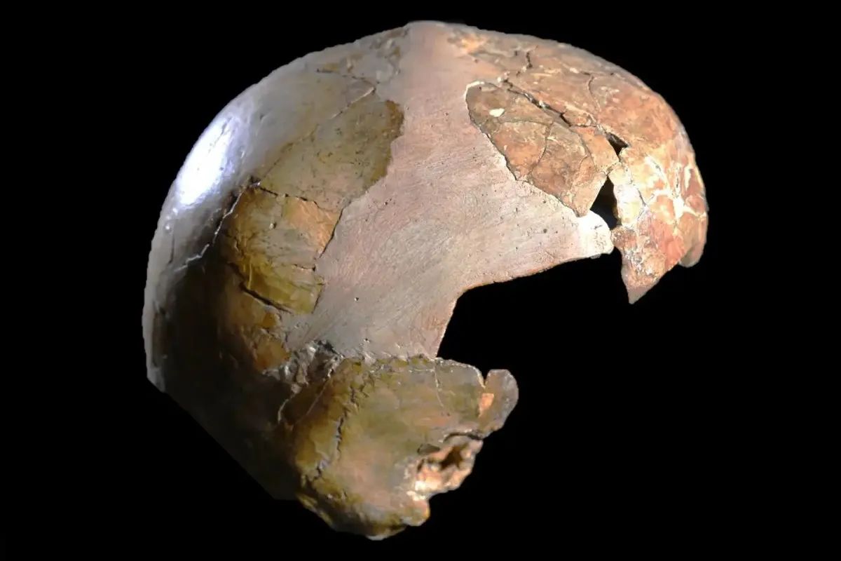 💀 Ce crâne d'enfant pourrait être celui d'un humain croisé avec une autre espèce