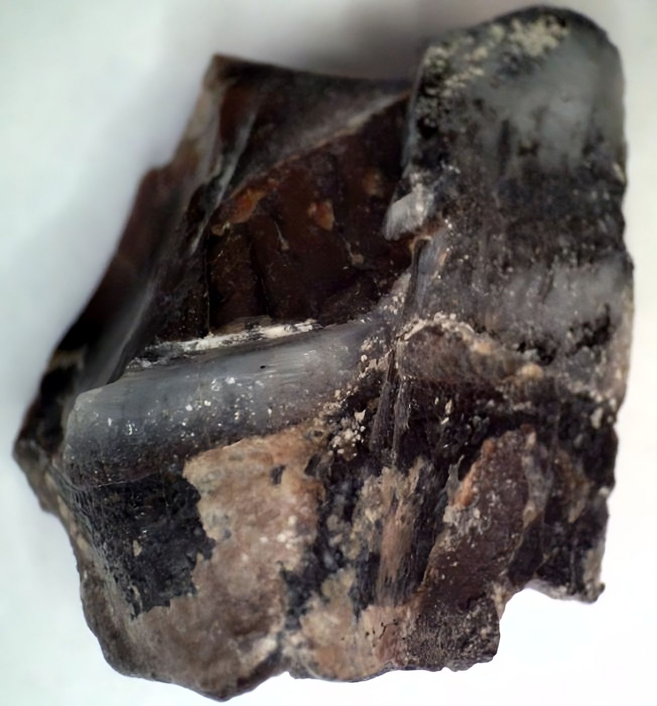 🦖 Les protéines survivent bien plus longtemps que l'ADN, et pourraient réécrire l'histoire