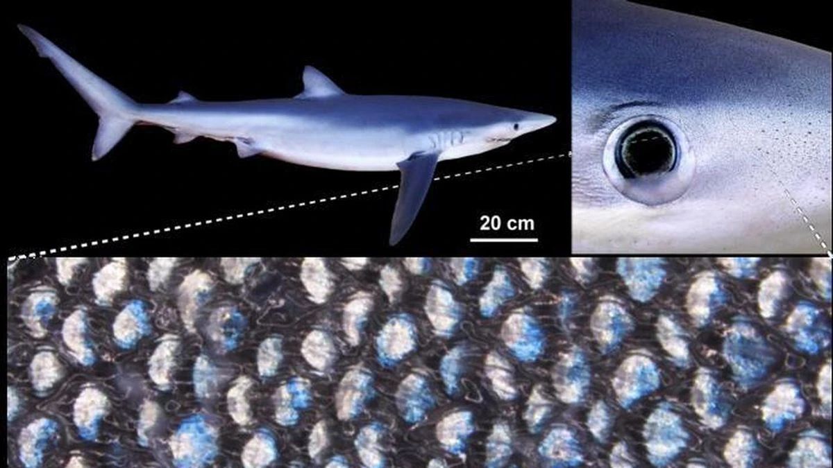 🦈 Le requin bleu peut changer de couleur, comme un caméléon