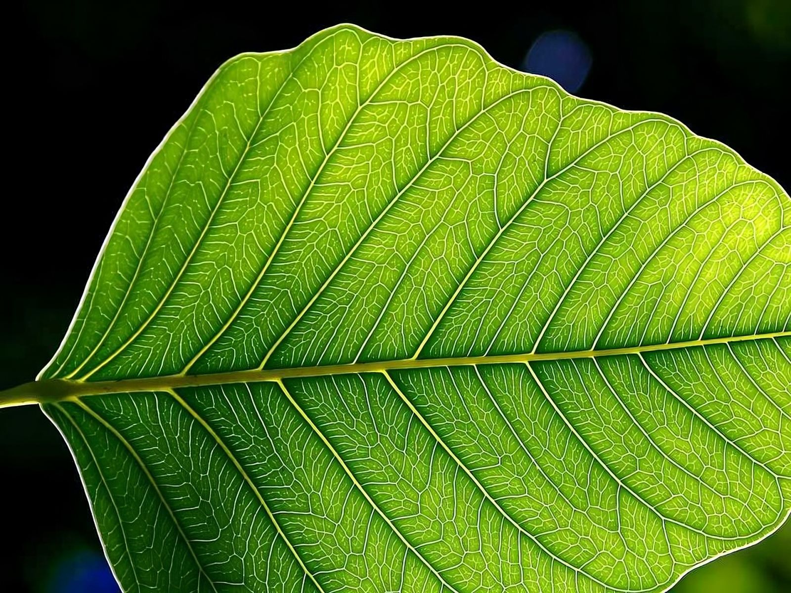 🌱 Par évolution dirigée, le MIT a fortement amélioré l'efficacité de la photosynthèse