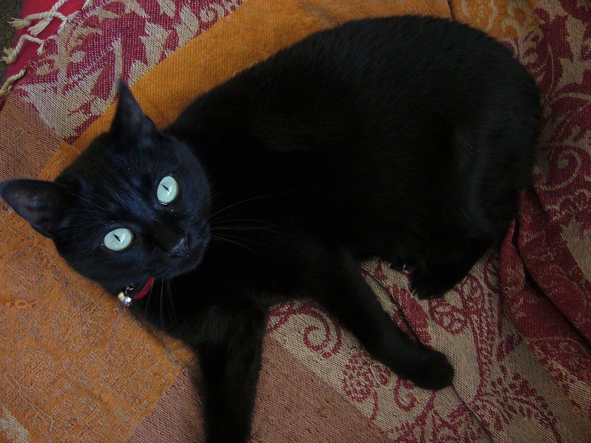 🐈‍⬛ Les chats voient-ils vraiment dans le noir ?