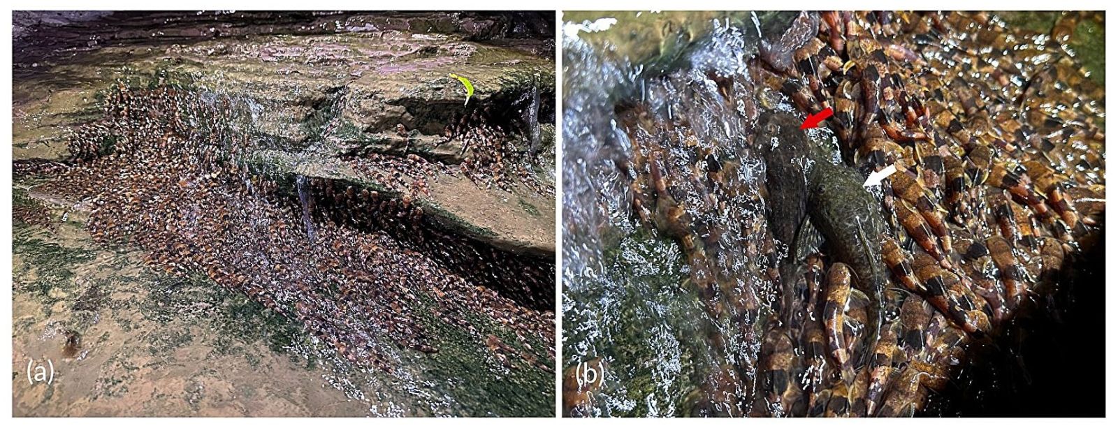 🐟 Une première: des milliers de poissons filmés à escalader des roches hors de l'eau !