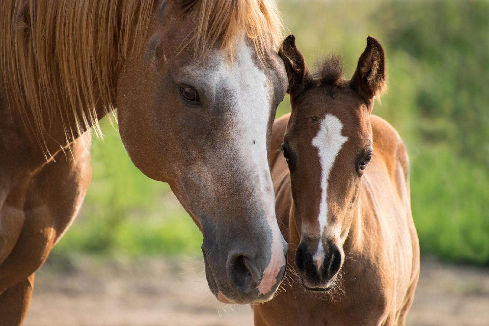 🐎 Comment de légères mutations ont transformé le cheval sauvage en compagnon fidèle