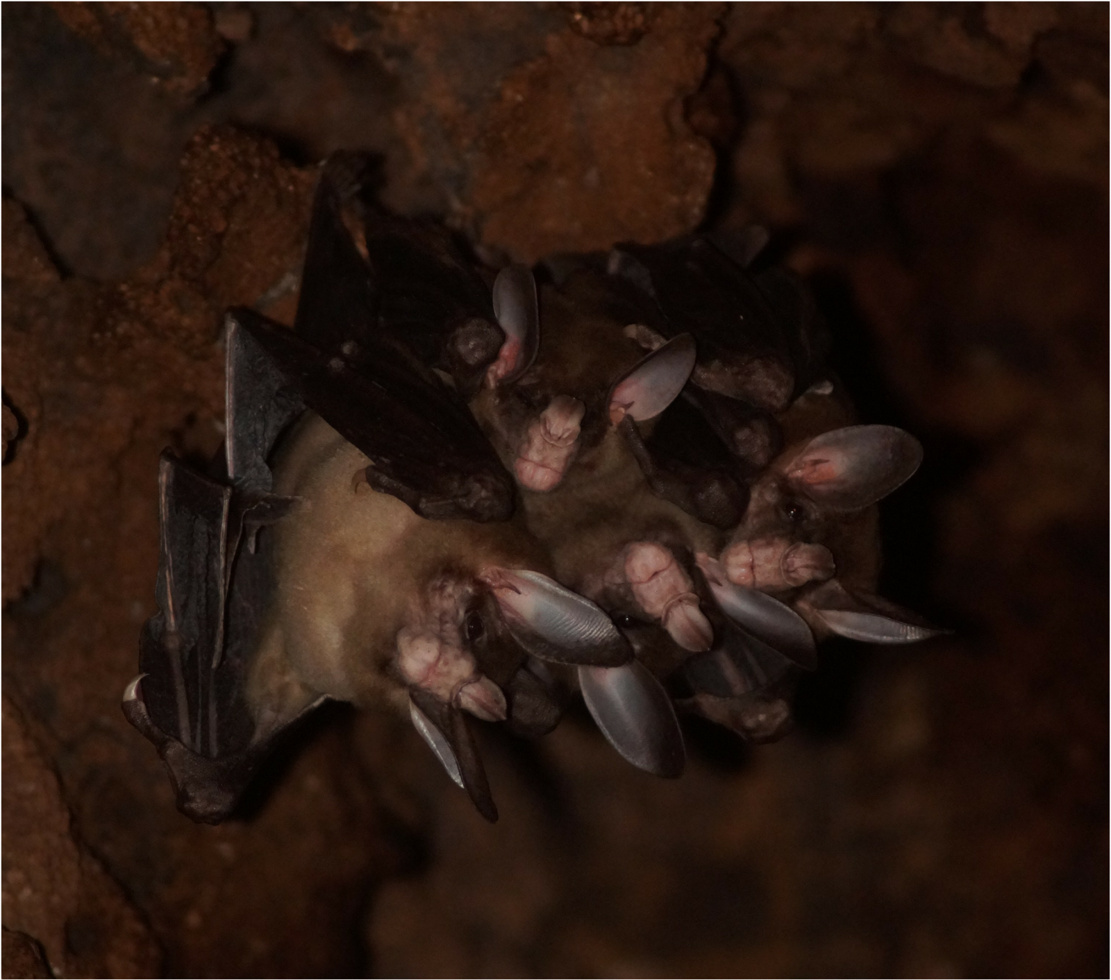 🦇 Ce terrifiant carnivore est en fait d'une tendresse inimaginable