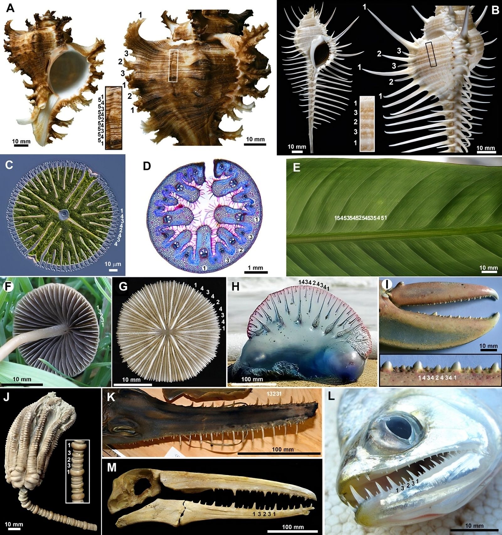 🐚 Pourquoi les fractales semblent si partagées à travers le vivant ?