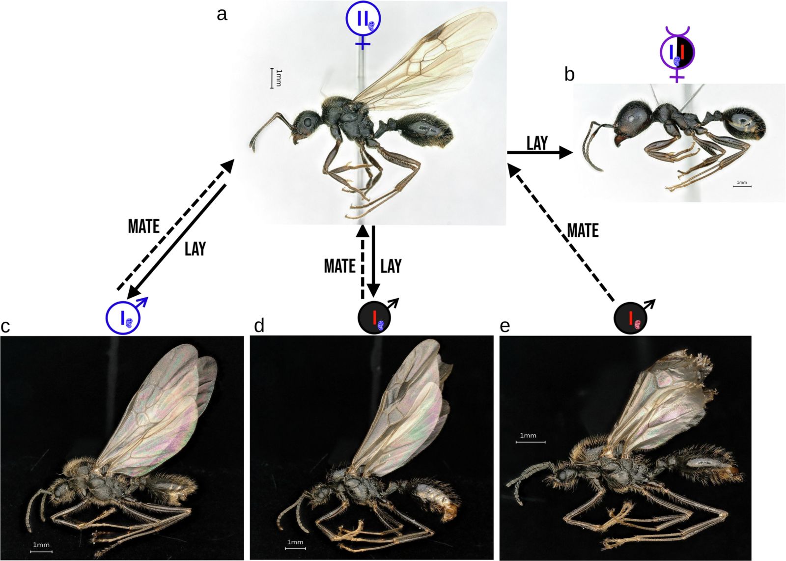 🐜 Inédit : cette fourmi donne naissance à deux espèces différentes