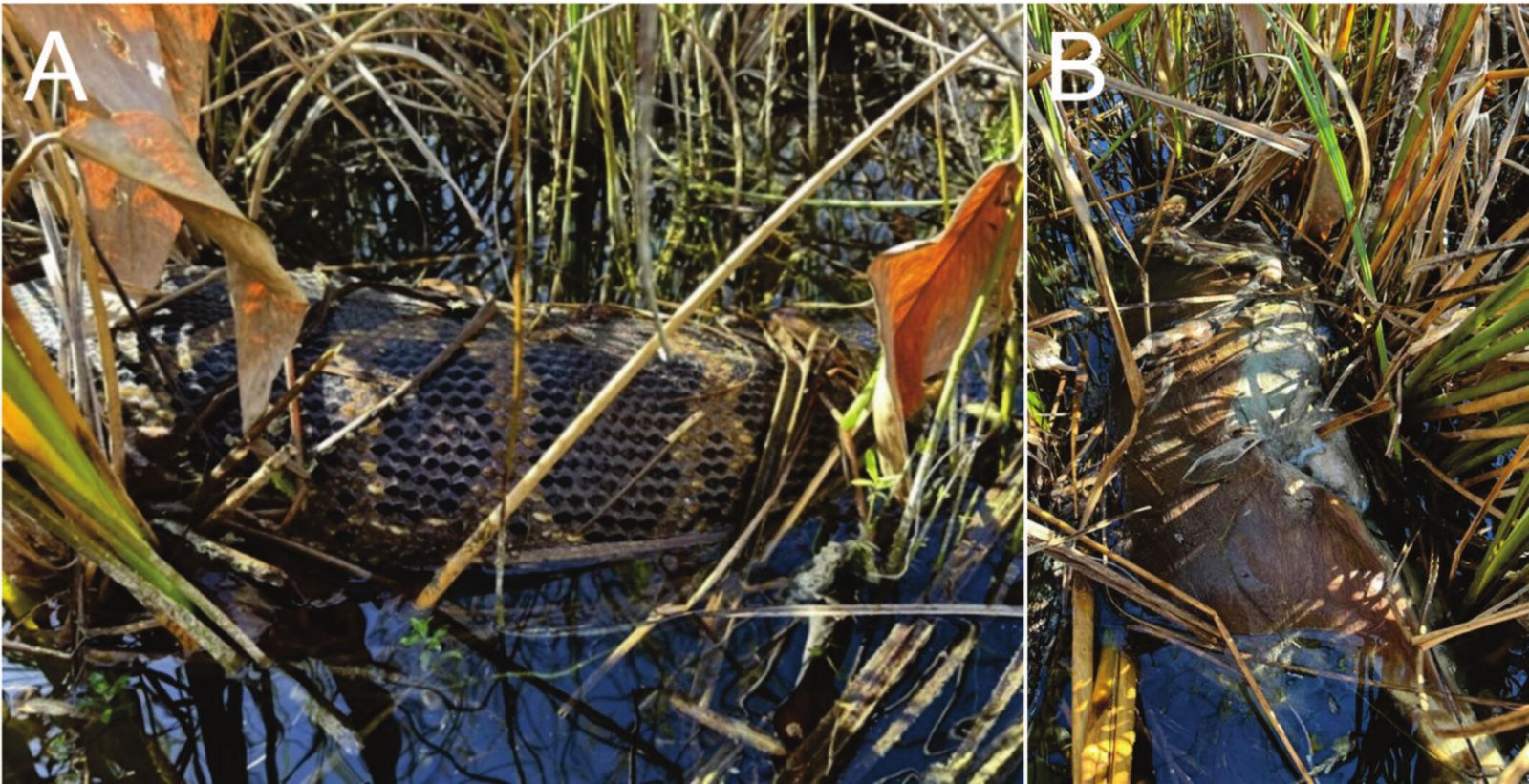 🐍 Un python invasif régurgite un cerf entier en Floride : une première !