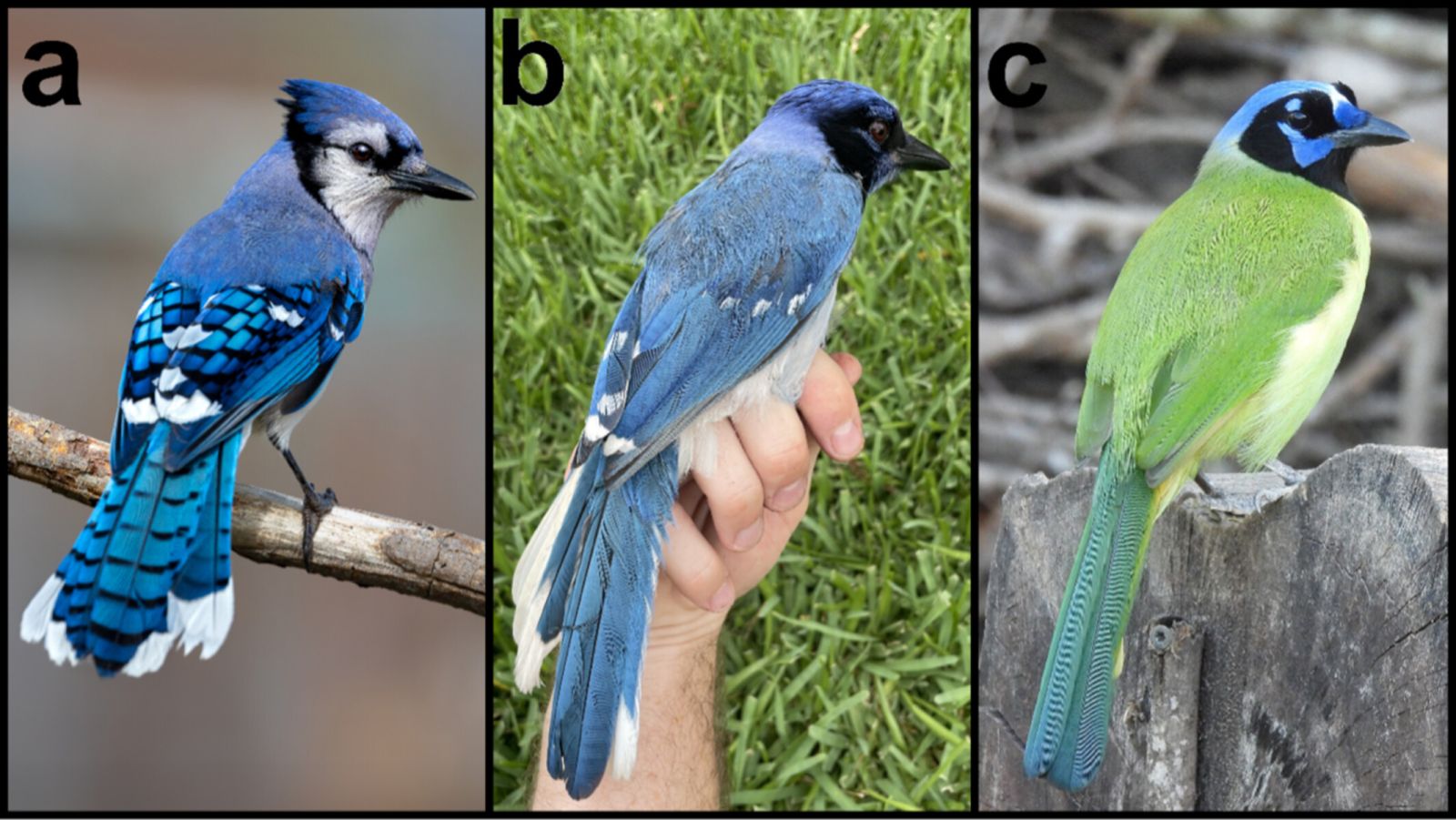 🦜 Découverte d'un oiseau hybride unique qui existe... à cause du changement climatique