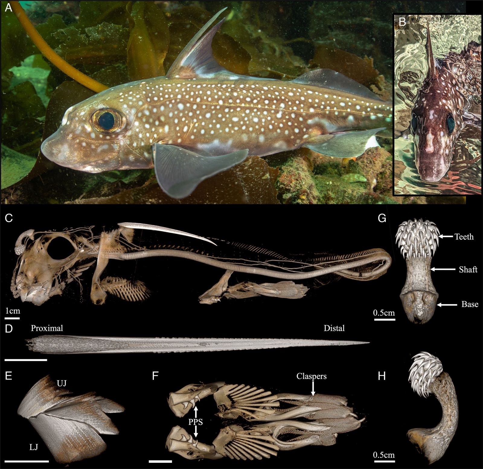 🦷 Ce poisson a des dents sur le front : leur utilité va vous surprendre !