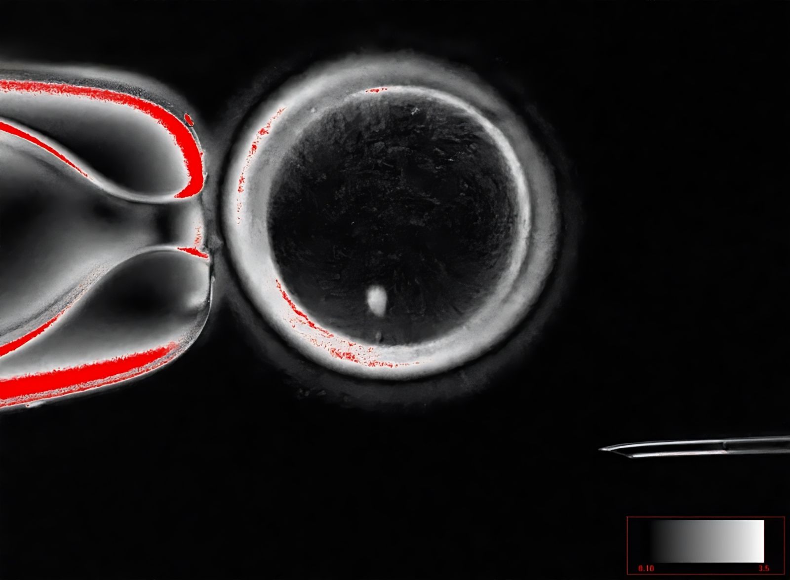 🧬 Transforming skin cells into eggs: hope for infertile or same-sex couples