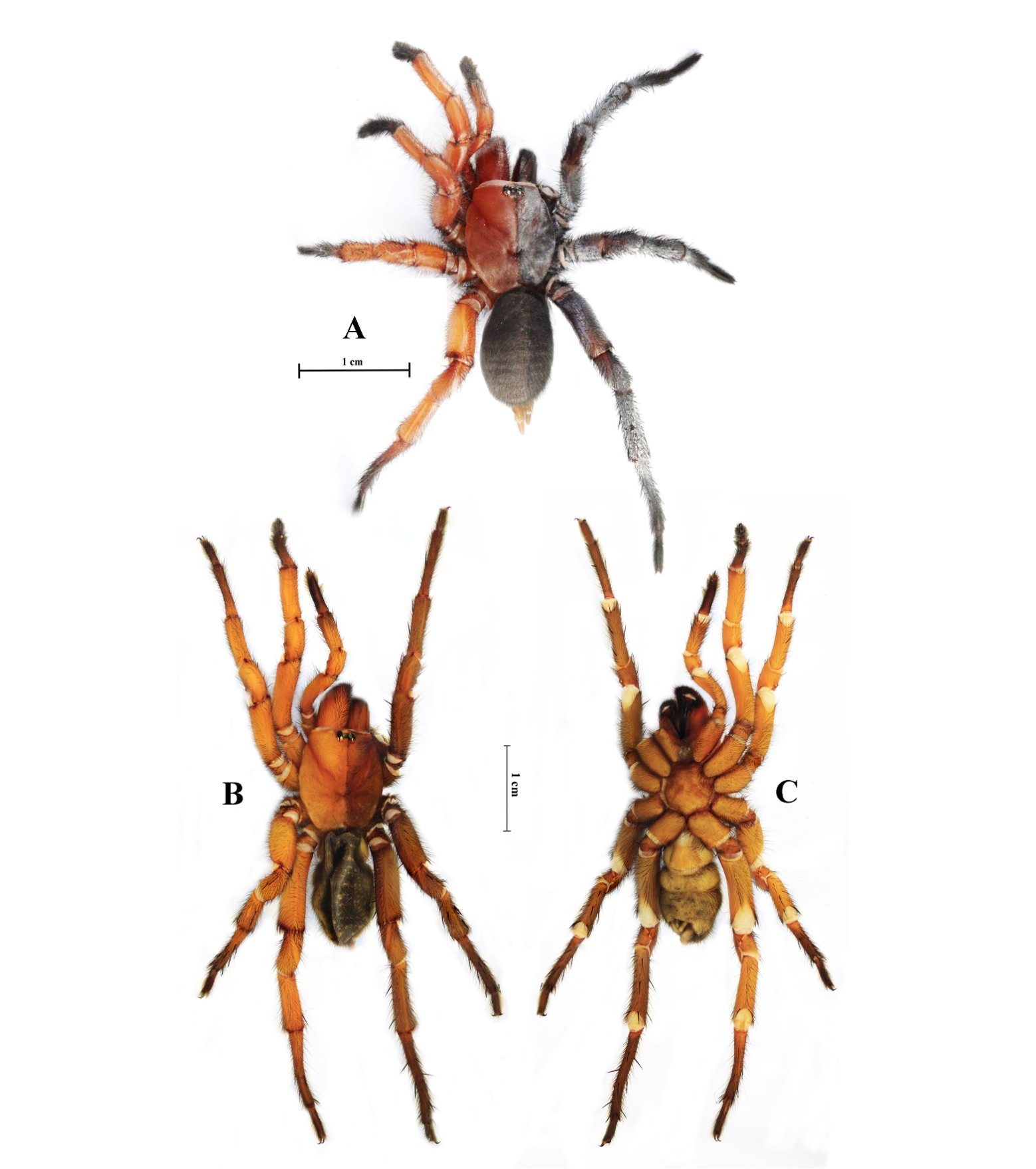 🕷️ Discovery of a half-male, half-female spider that amazes scientists