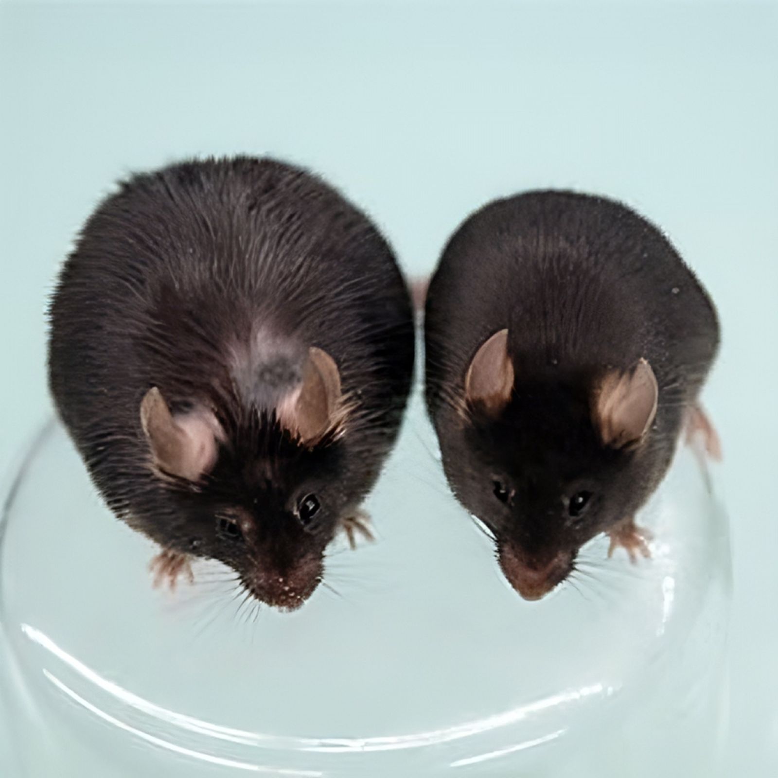 🧬 Gene do relógio biológico protege contra inflamação e ganho de peso