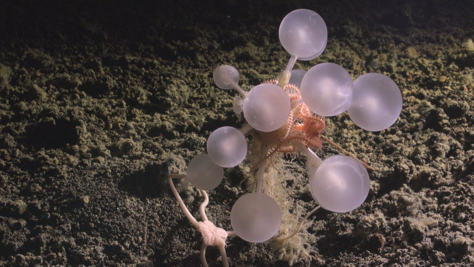 👀 Pelo menos 30 novas espécies descobertas nas profundezas do oceano, animais surpreendentes!
