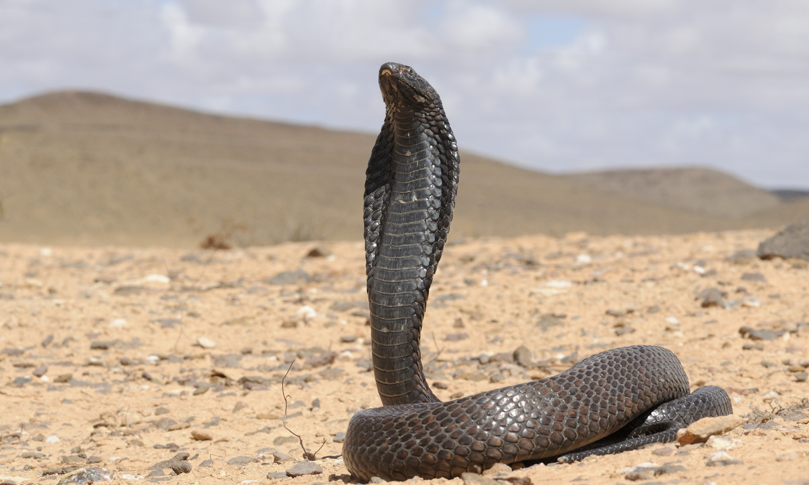 🐍 Invenção de um antiveneno universal contra picadas das cobras mais venenosas