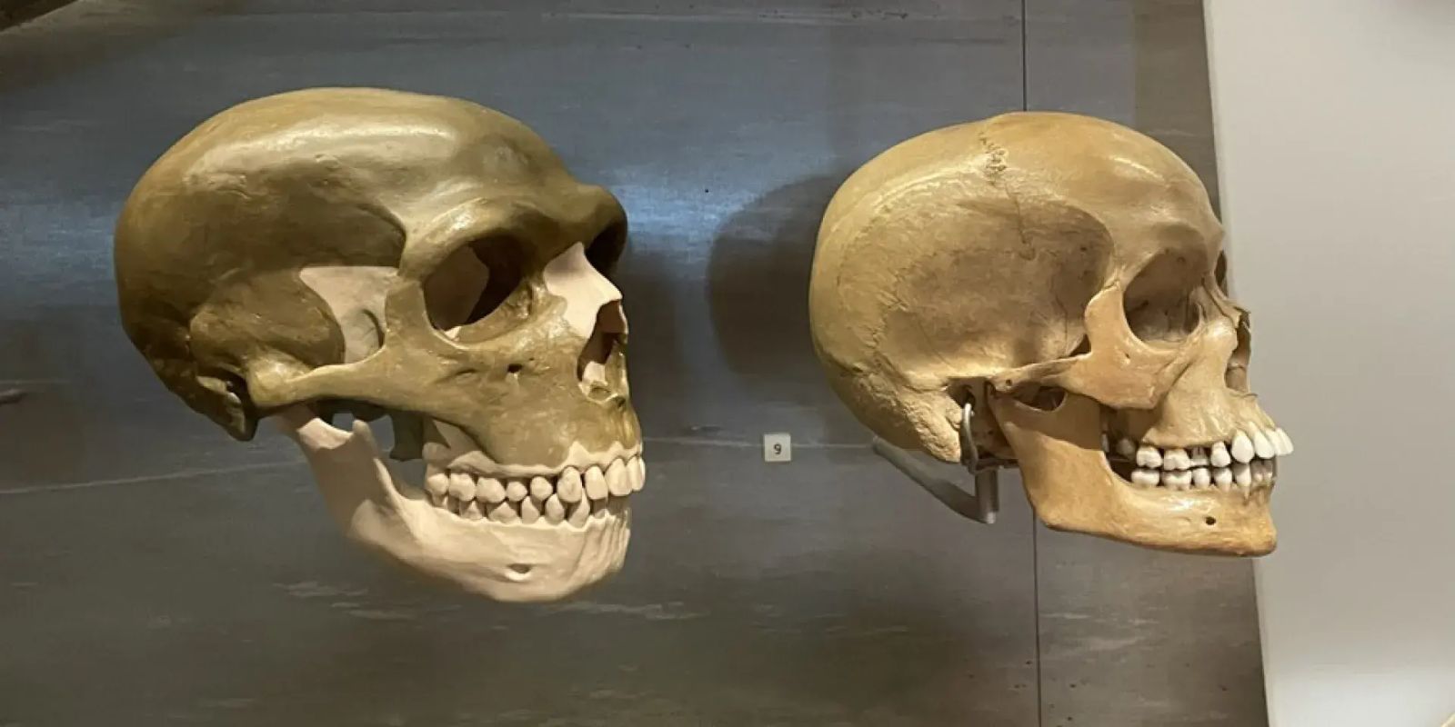 🧬 Finalmente sabemos por que o Neandertal tinha um rosto tão diferente do nosso