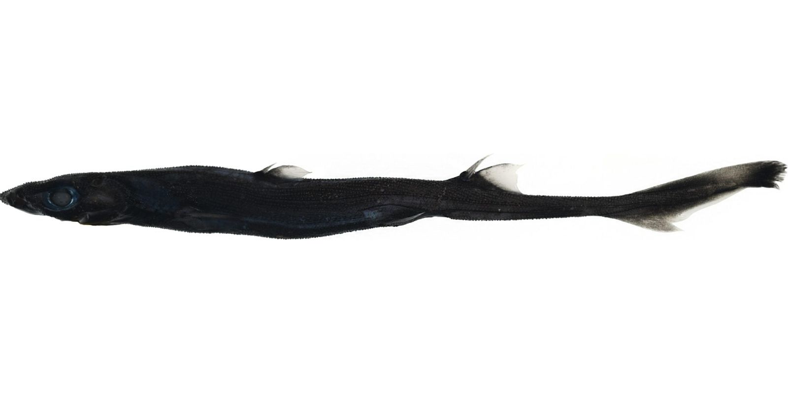 🦈 Descoberta de um novo tubarão bioluminescente na Austrália