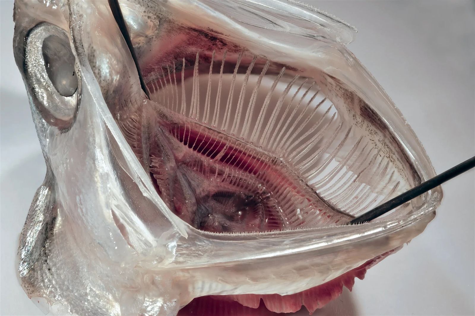 🔄 Este filtro, inspirado nas sardinhas, captura 99% dos microplásticos de uma máquina de lavar
