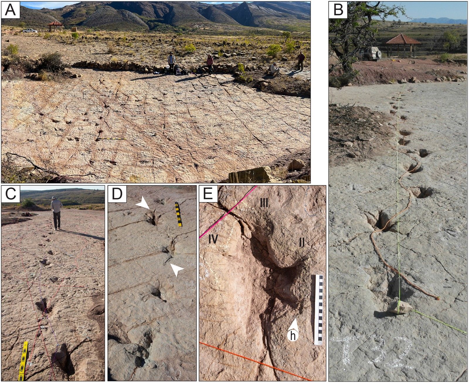 🦖 Descoberta excepcional de mais de 16 000 pegadas de dinossauros na Bolívia