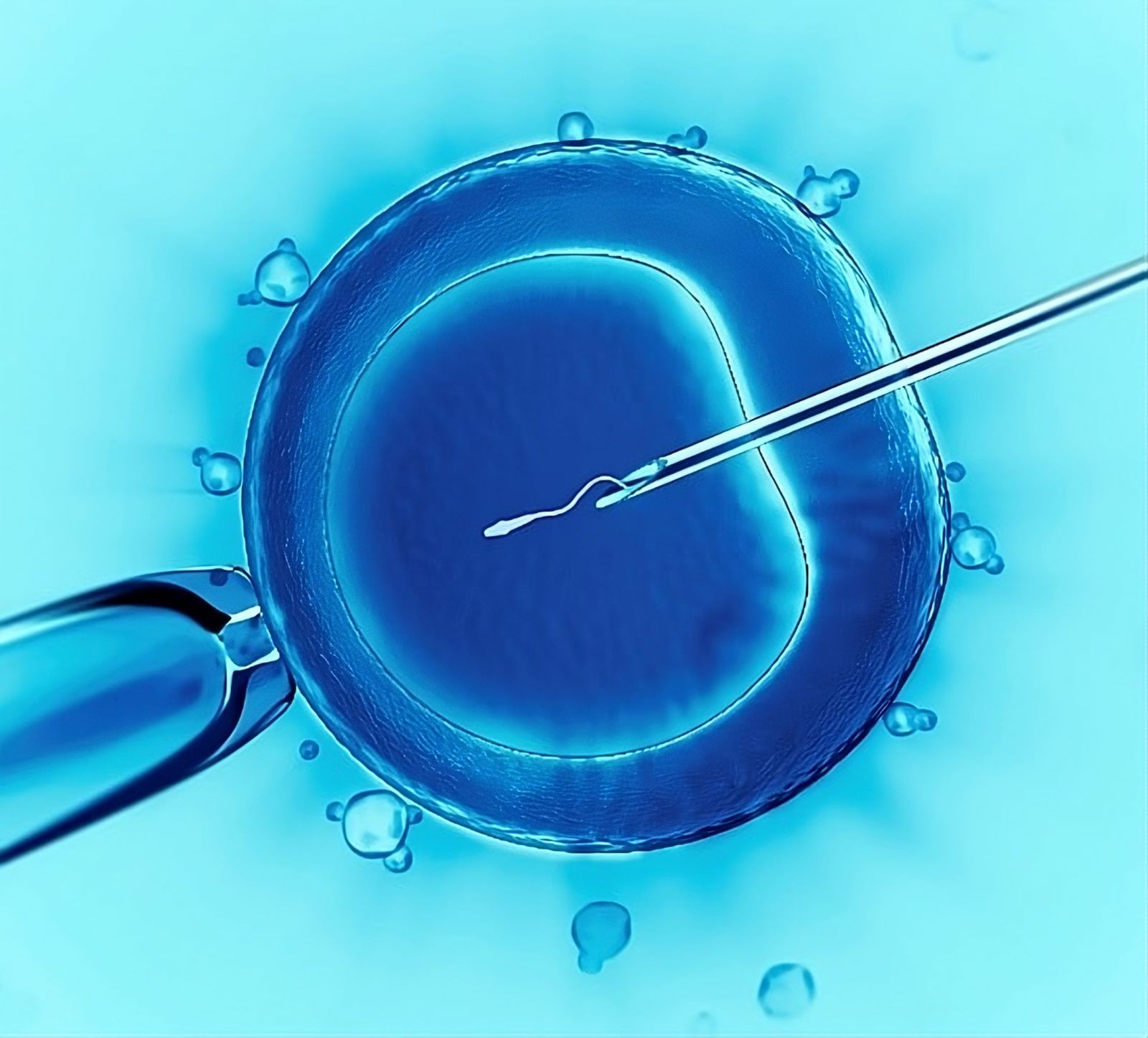 🧬 Investigadores descobrem como "rejuvenescer" óvulos e aumentar as chances de FIV