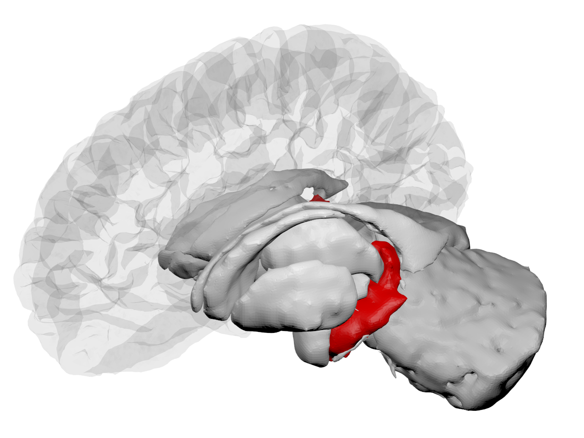 🧠 Bien plus qu’une boîte à souvenirs, l’hippocampe prédirait les récompenses
