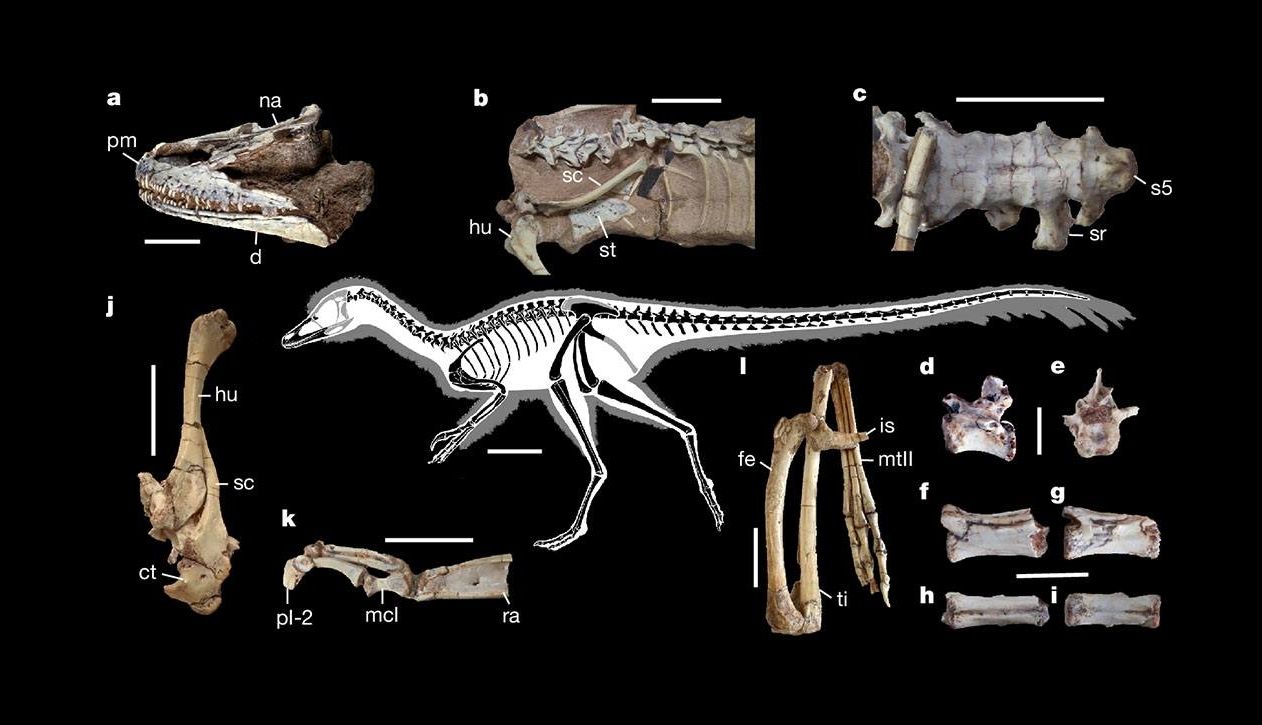 🦴 Quel est ce minuscule dinosaure à plumes ?