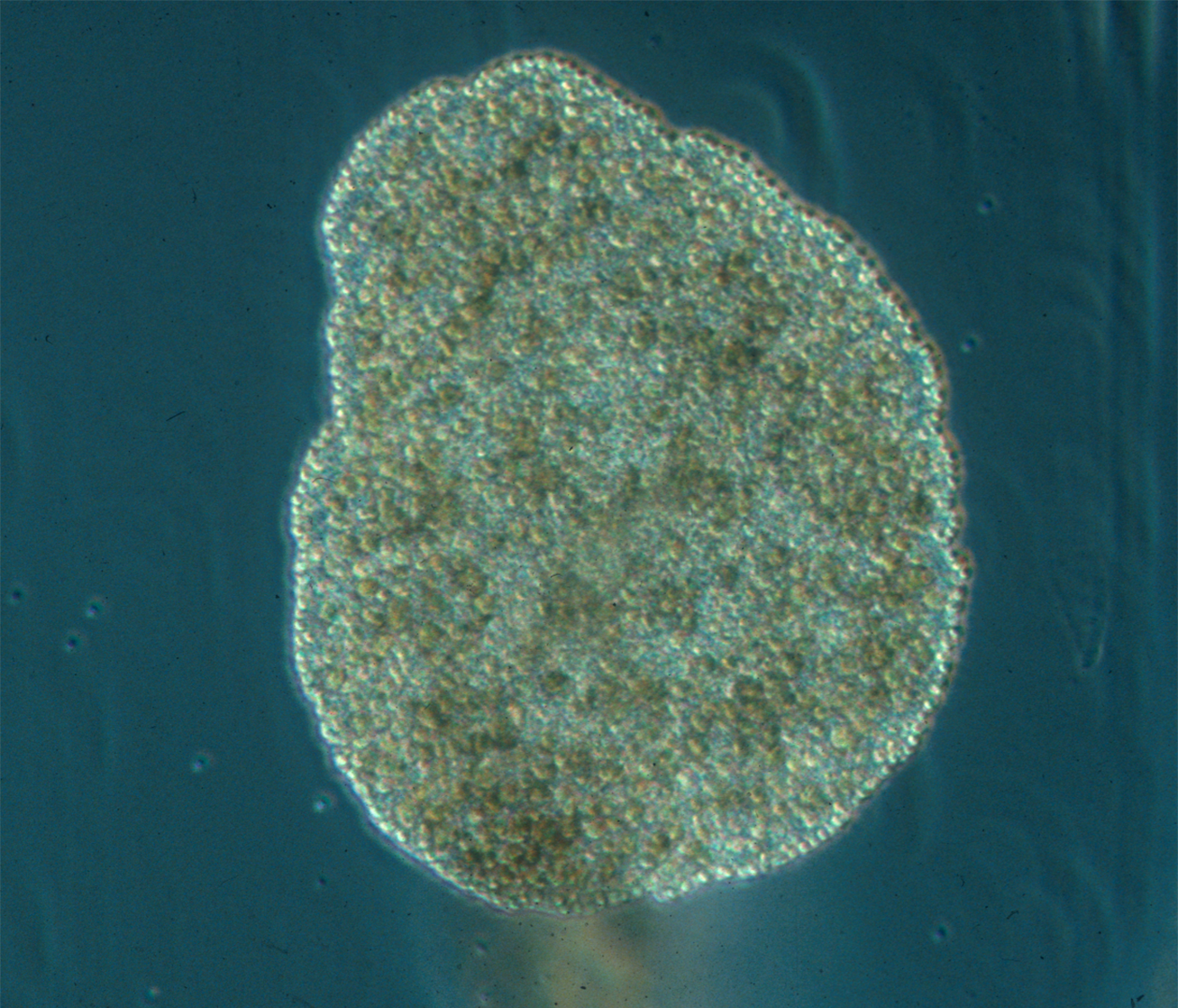 🧠 Sem músculos nem cérebro, este animal coordena no entanto seus movimentos para avançar