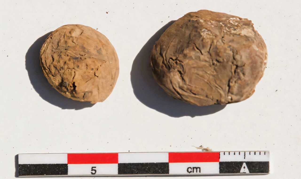 🥔 Discovery of Inca freeze-dried potatoes