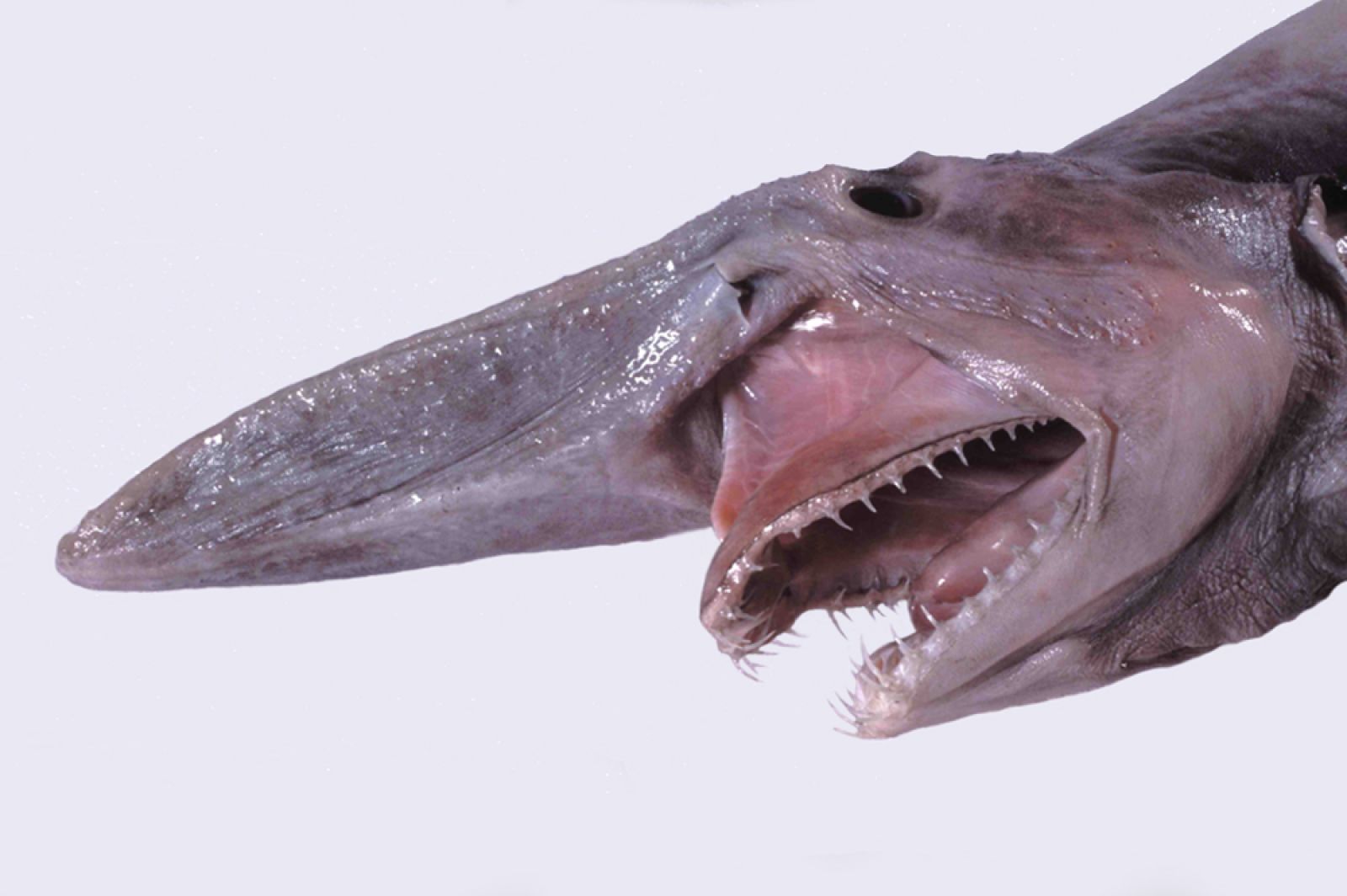 🦈 Premières images naturelles d'un requin-lutin