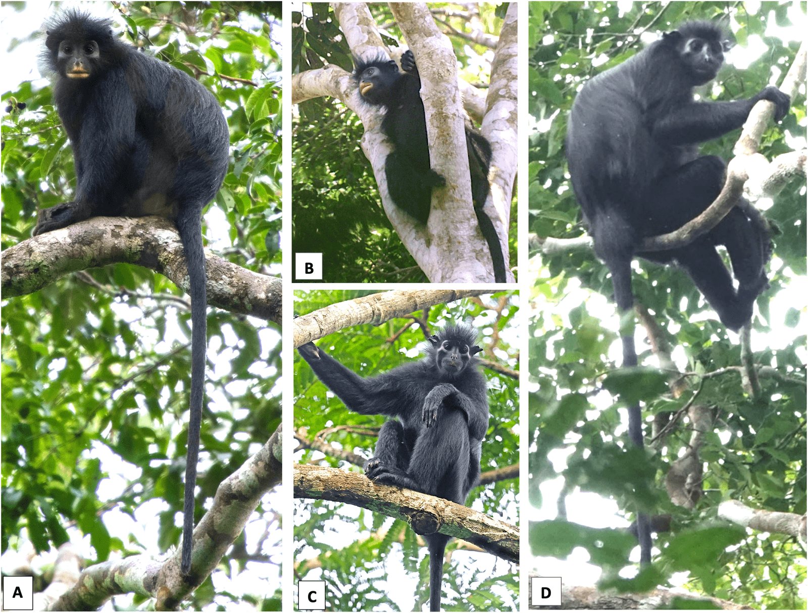 🐒 Une nouvelle espèce de singe décrite en Afrique