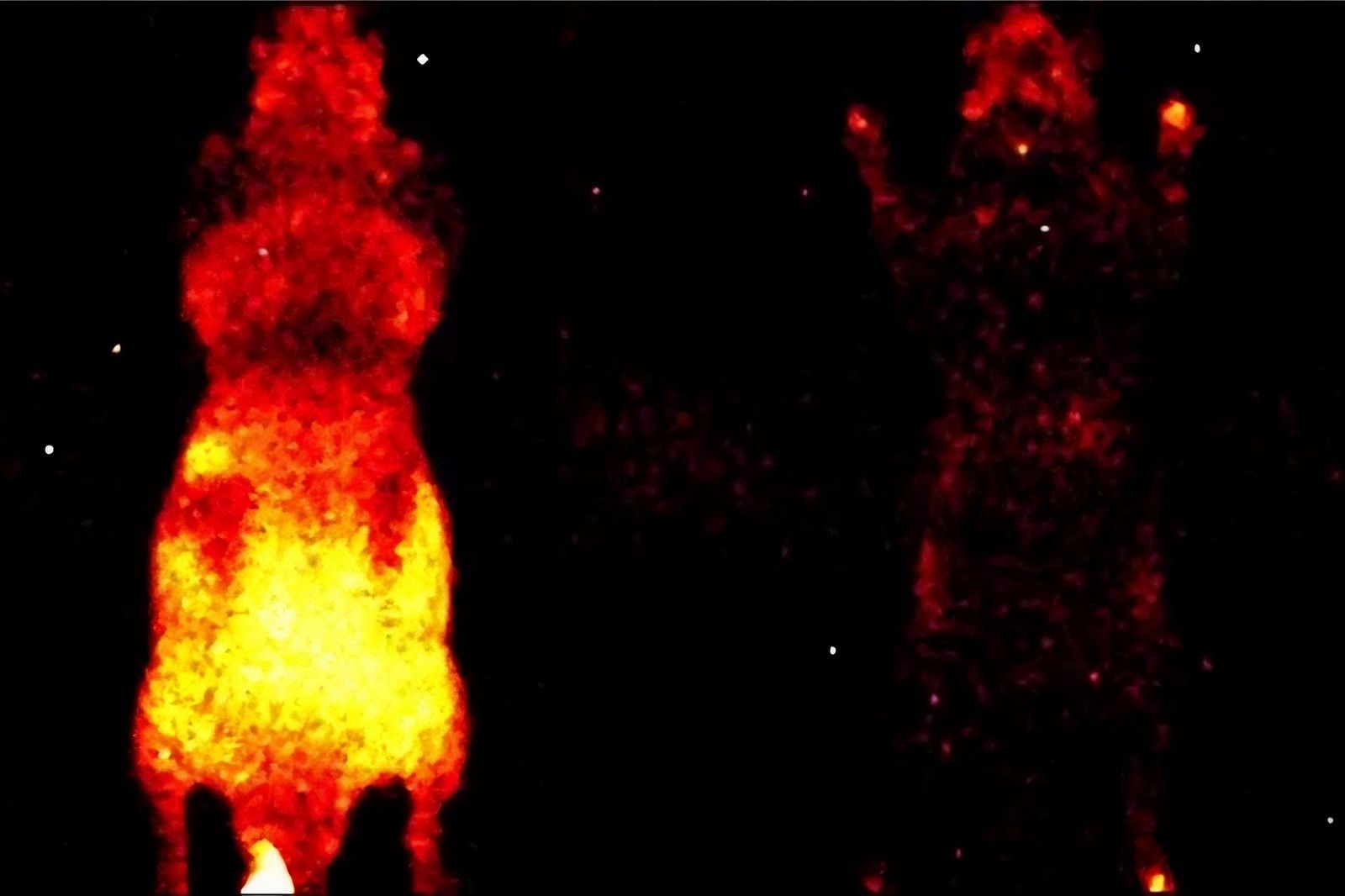 ( Tous les êtres vivants émettent une lumière invisible à l'oeil nu