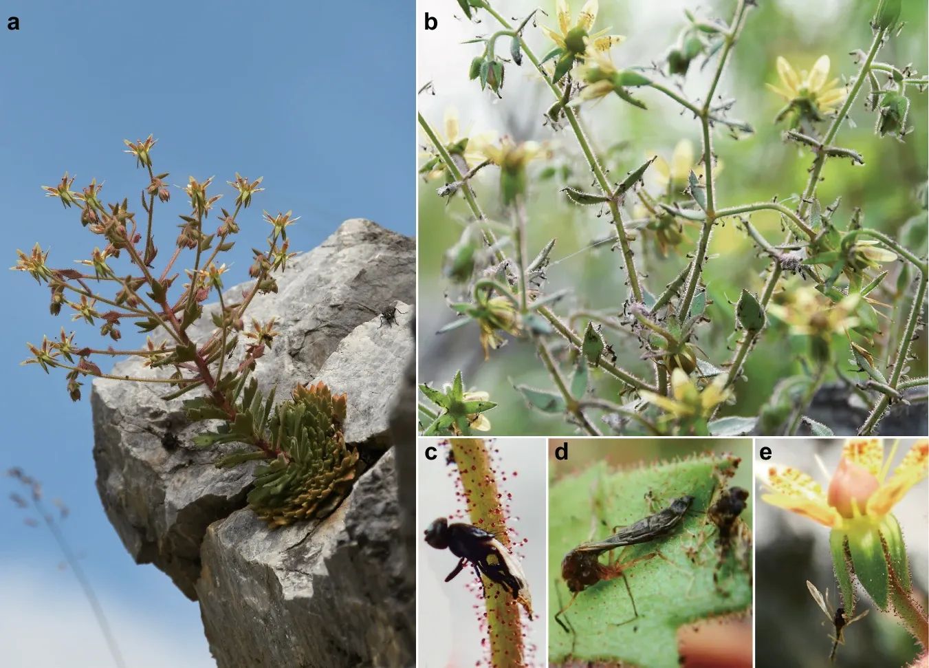? Cette plante de montagne se révèle être carnivore