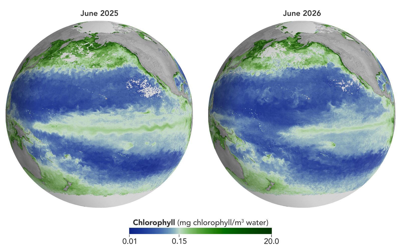 El Niño prive une partie du Pacifique de sa nourriture de base