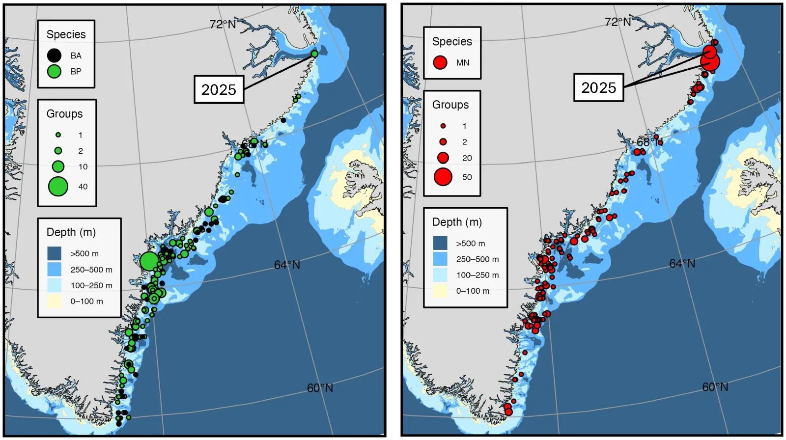 Répartition des observations de rorquals communs, petits rorquals et baleines à bosse lors des campagnes menées à l’est du Groenland.