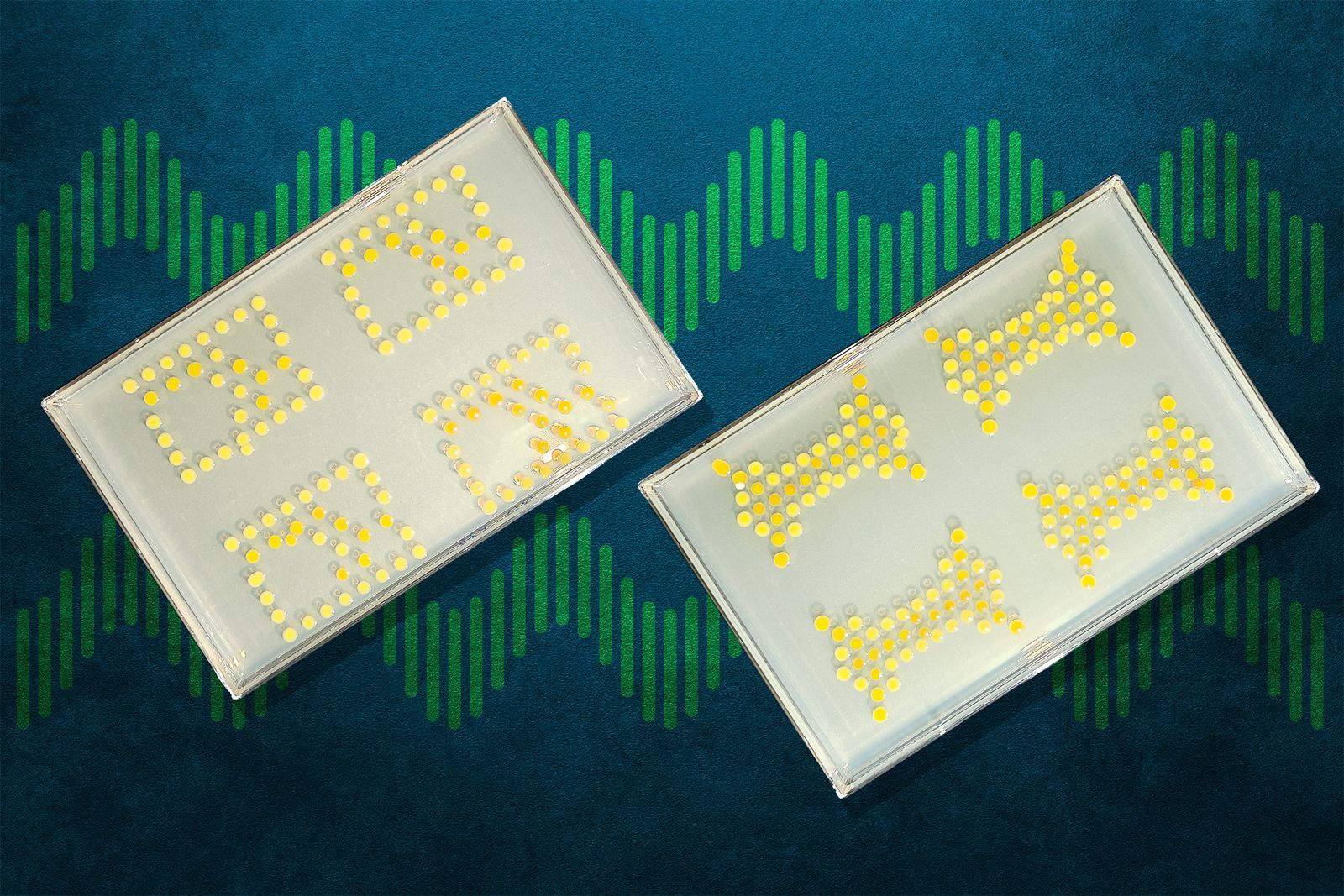 ì Ces bactéries imprimées fonctionnent comme un circuit électronique