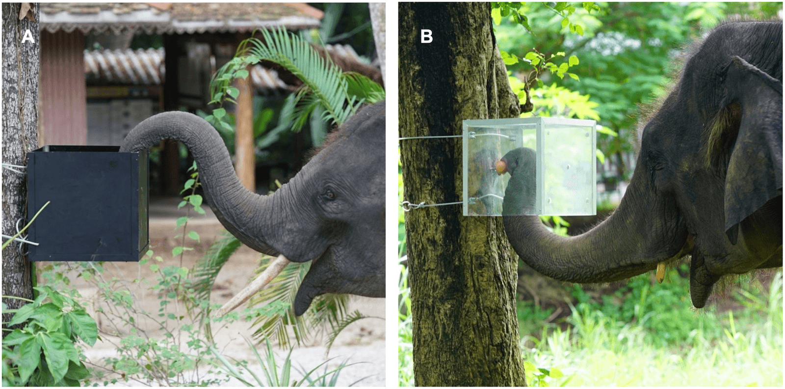  Les éléphants savent réfréner leur réflexe pour être plus efficaces