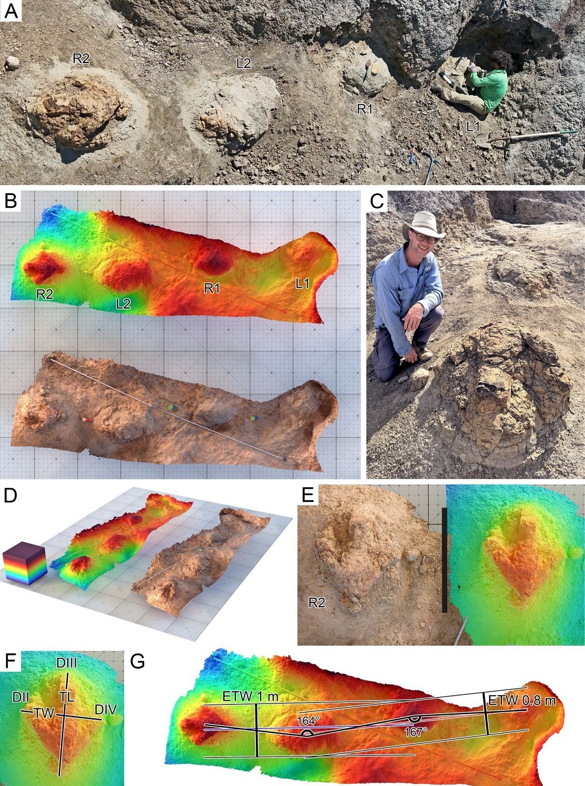 Photos de terrain et diagrammes de carte d'altitude de la piste du Tyrannosaurus rex (DMNH Loc.