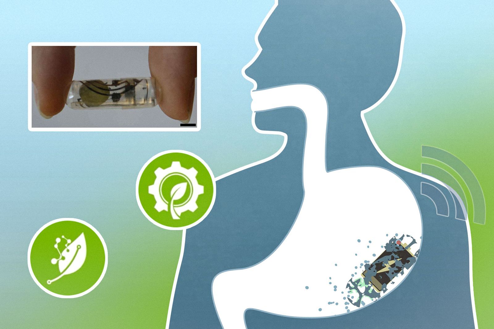 Une batterie biorésorbable intégrée à une capsule ingestible se désagrège dans l’estomac après utilisation.