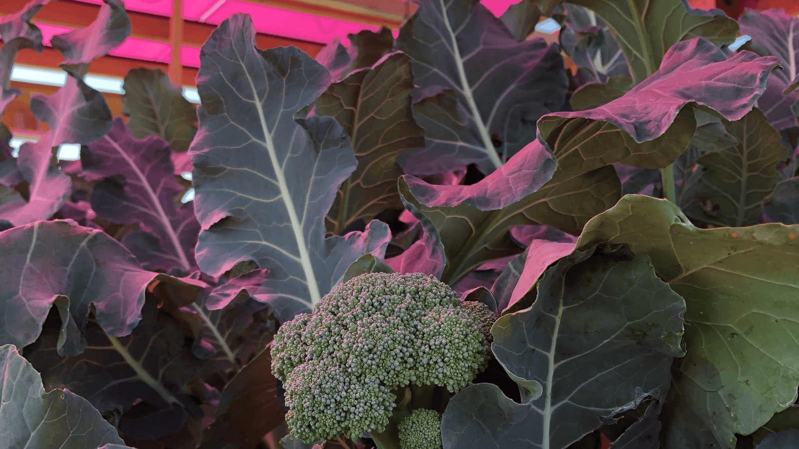 Brocoli cultivé sous des panneaux photovoltaïques semi-transparents colorés à la ferme de Kärrbo Prästgård, en Suède.