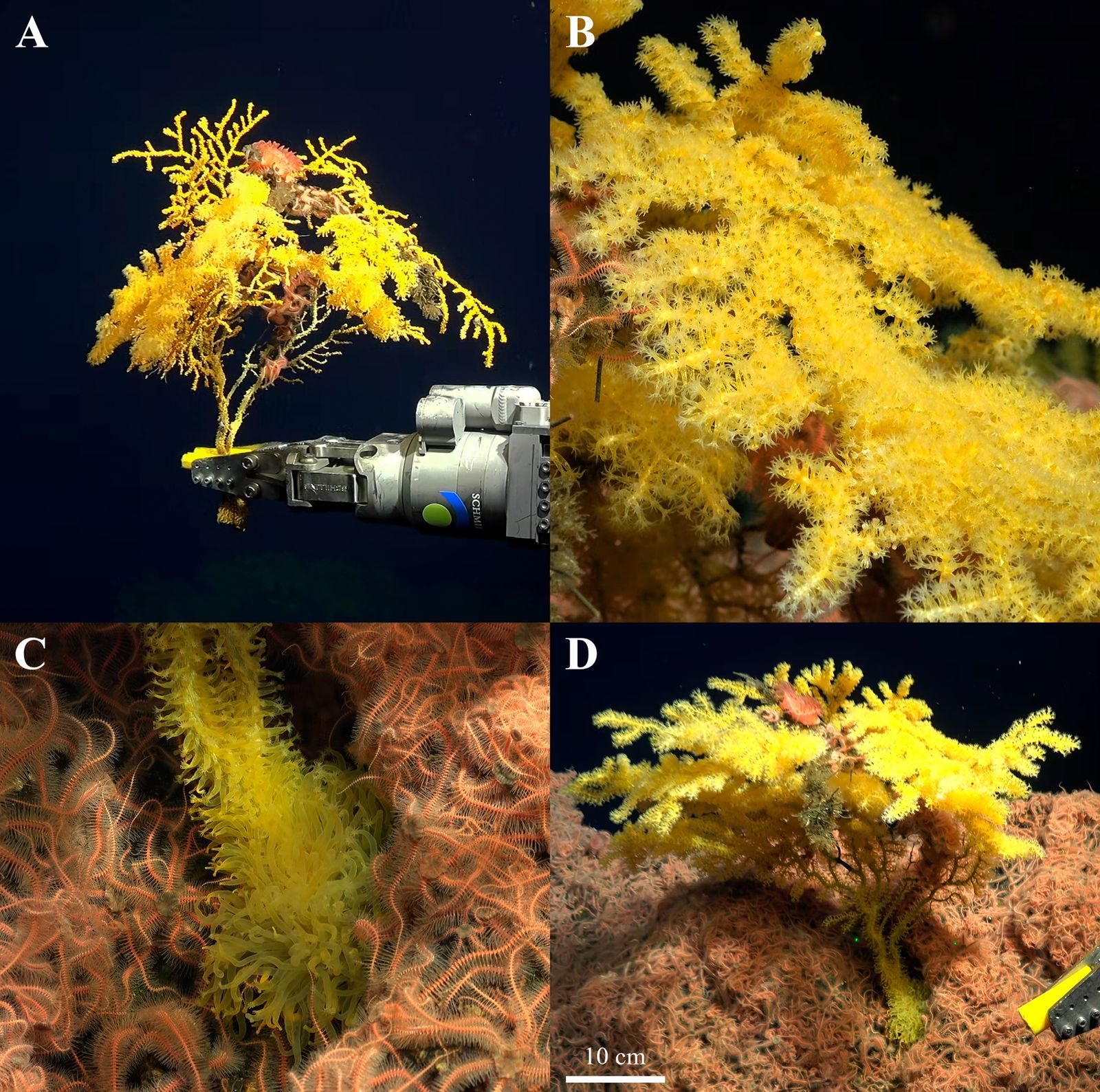 Quatre vues sous-marines du corail Laurinque elenya : prélèvement de la colonie, détails des polypes et branches.