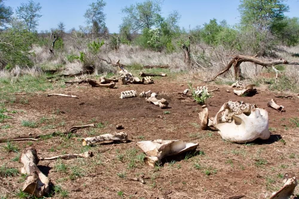 Ossements d’un éléphant dans la savane du parc national Kruger, en Afrique du Sud.