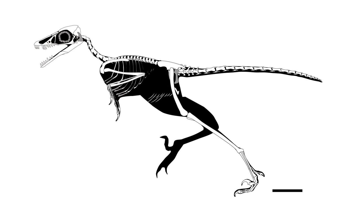 🦖 Découverte d'une créature mi-dinosaure, mi-oiseau