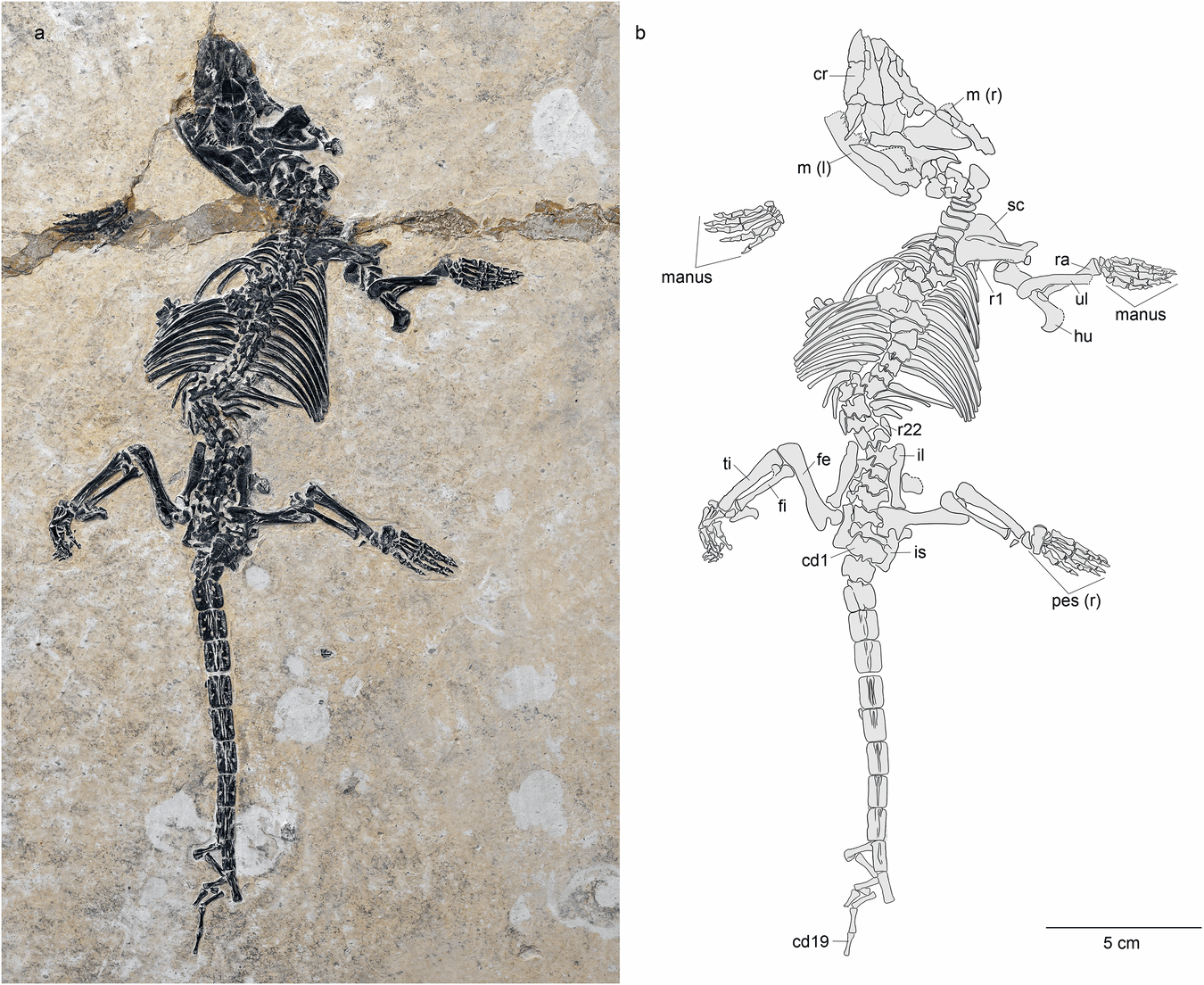 Photographie du squelette fossile de Dongoconodon platycauda et dessin annoté de ses principaux os.