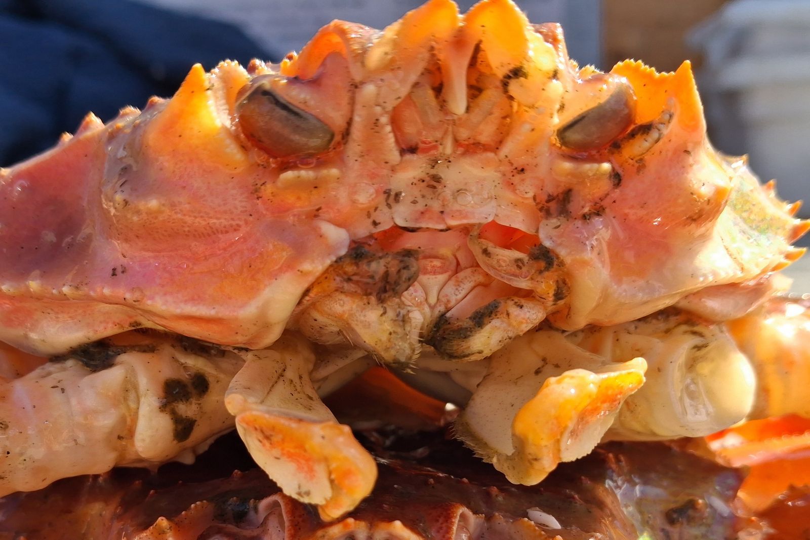  Avec le réchauffement, des crabes hybrides devenus 13 fois plus nombreux
