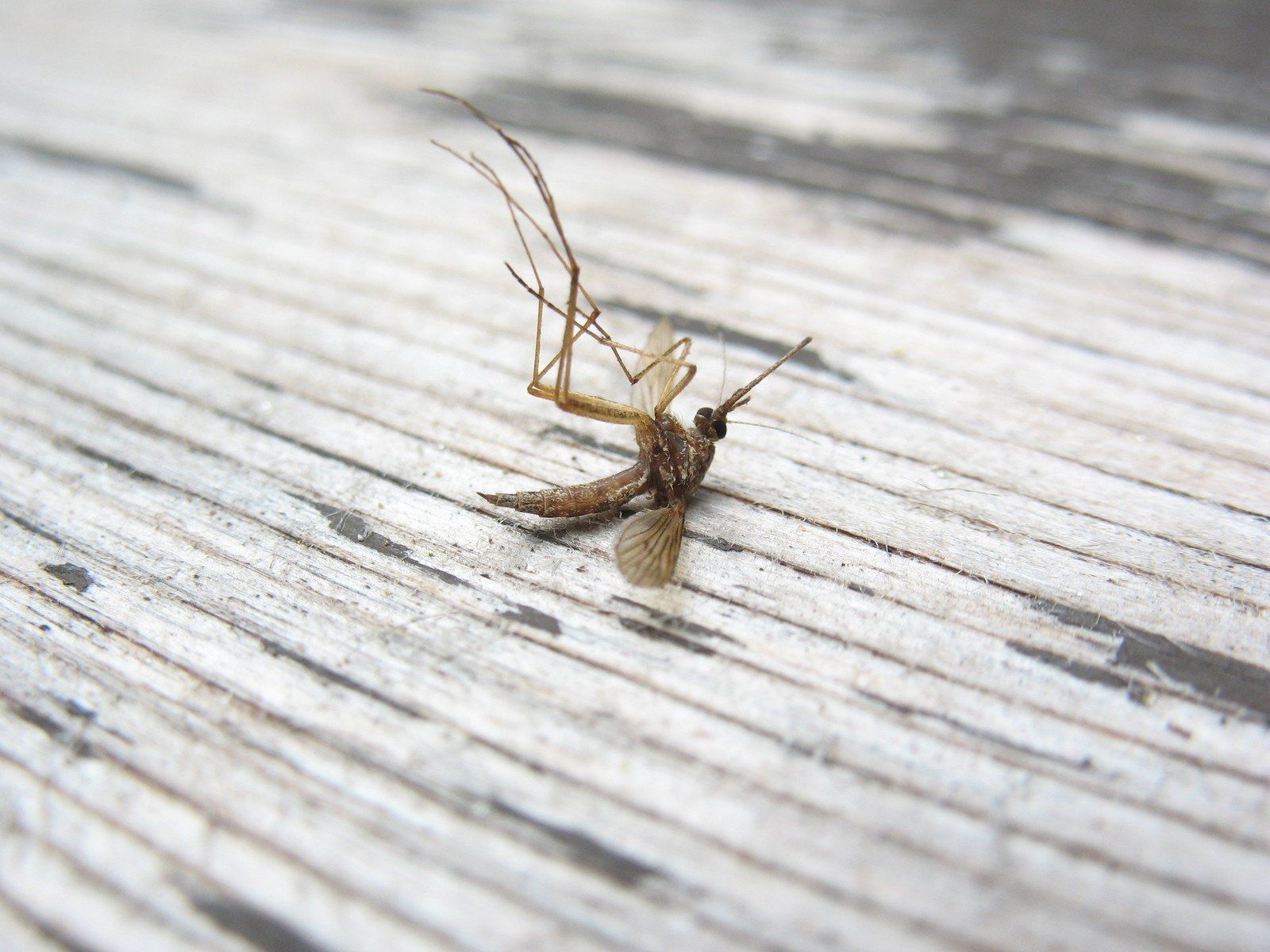 Rendre le sperme des moustiques toxique : une arme contre les maladies 🦟