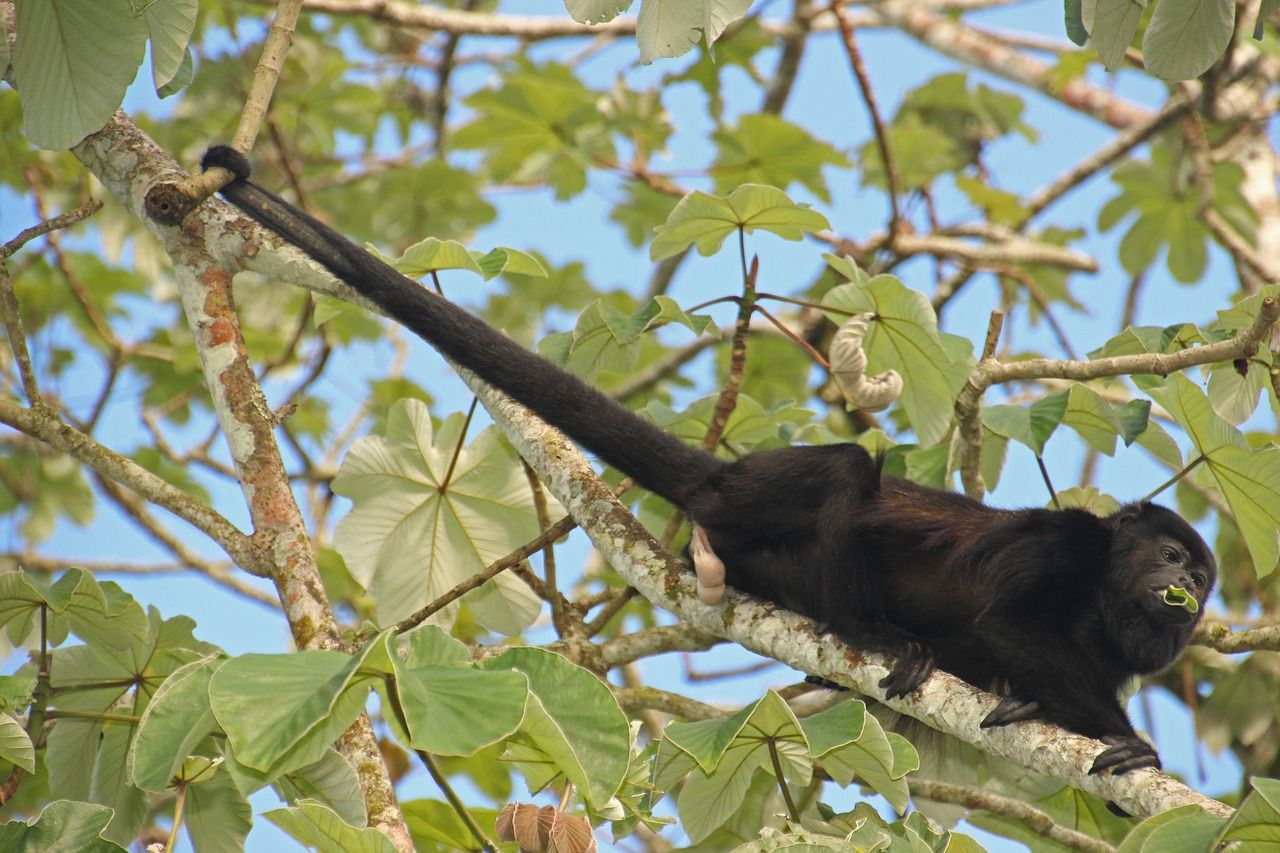 Descoberta: finalmente sabemos por que os humanos não têm cauda