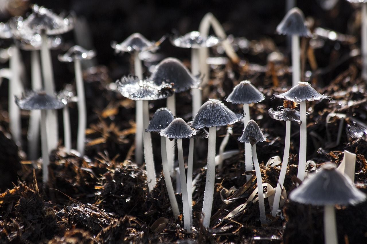 🍄 Why do we see mushrooms everywhere in autumn?