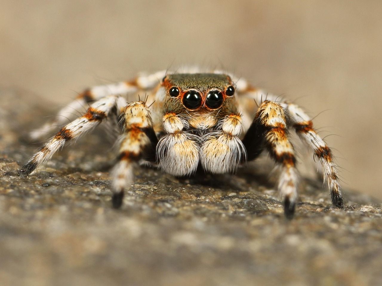 🕷️ Découverte: les araignées n'ont pas une origine terrestre