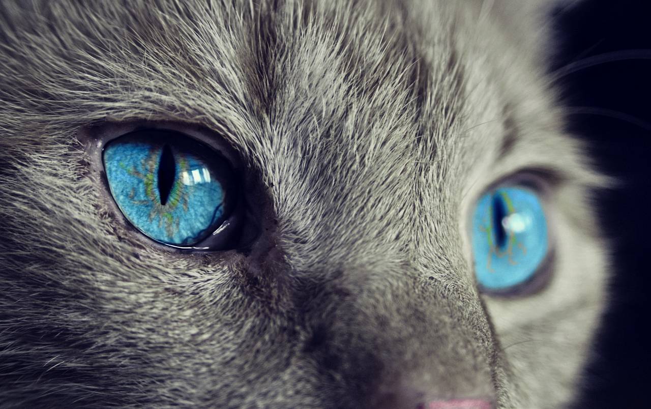 Chats: une découverte surprenante sur leur langage facial