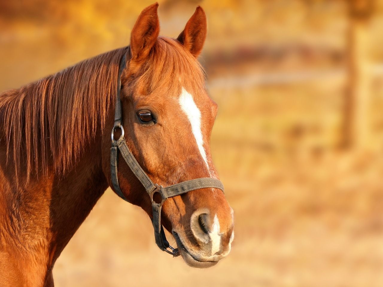 Une expérience intrigante... Et si les chevaux étaient bien plus intelligents qu'on ne le suppose ?